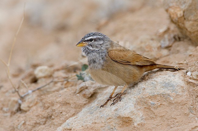 Huisgors zittend op de grond; House Bunting perched on the ground stock-image by Agami/Daniele Occhiato,