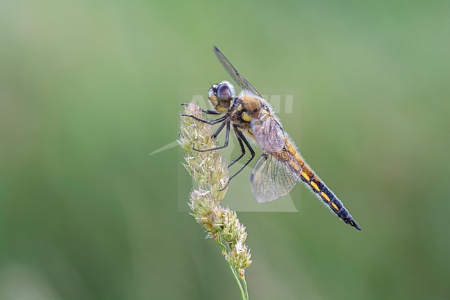 Libel rustend, dragonfly resting stock-image by Agami/Reint Jakob Schut,