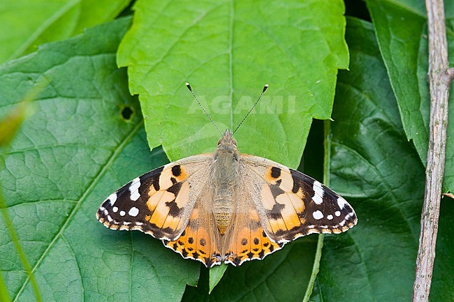 Vanessa cardui - Painted Lady - Distelfalter, Germany (Baden-Württemberg), imago stock-image by Agami/Ralph Martin,