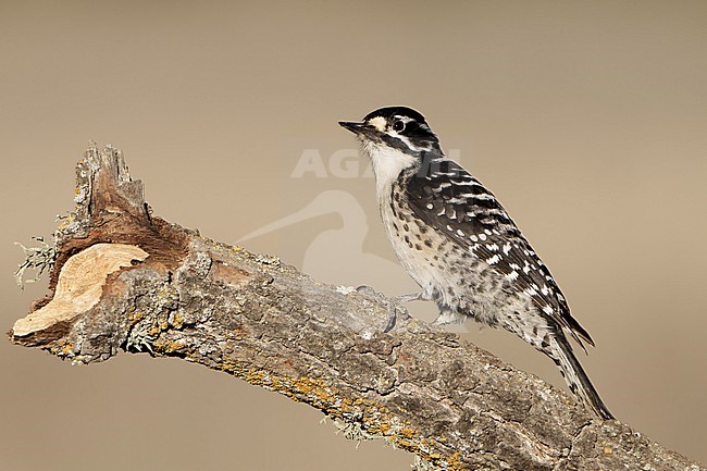 Adult female
Santa Barbara Co., CA
November 2021 stock-image by Agami/Brian E Small,