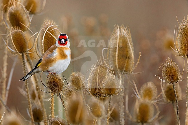 Eurasian Goldfinch (Carduelis carduelis) in Italy. stock-image by Agami/Daniele Occhiato,