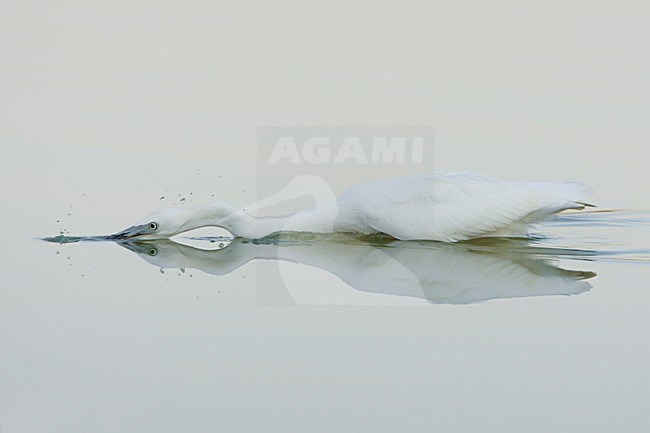 Foeragerende Kleine Zilverreiger; Foraging Little Egret stock-image by Agami/Daniele Occhiato,