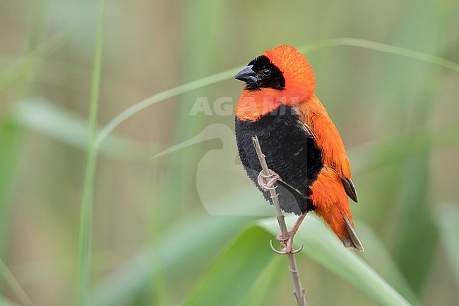 Southern Red Bishop (Euplectes orix), side view of an adult male in breeding plumage perched on a a stem, Western Cape, South Africa stock-image by Agami/Saverio Gatto,