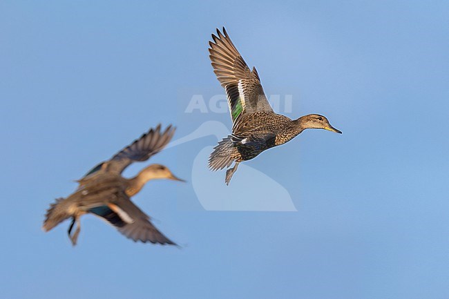 Eurasian Teal (Anas crecca), two individuals in flight, Campania, Italy stock-image by Agami/Saverio Gatto,