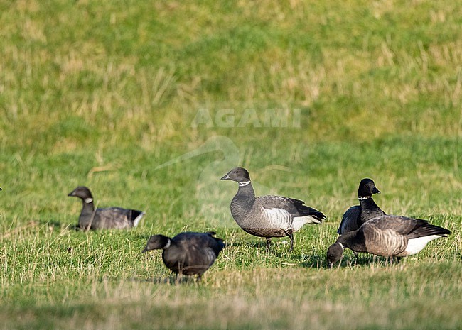 Vagrant Black Brant (Branta nigricans) wintering on Texel, Netherlands.  Lone individual between Dark-bellied Brent Geese. stock-image by Agami/Marc Guyt,