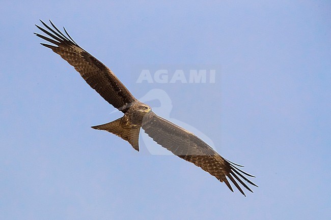 Black-eared Kite; Milvus lineatus stock-image by Agami/Daniele Occhiato,