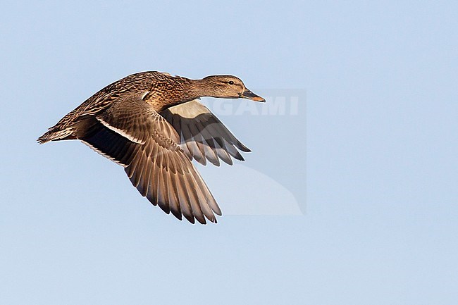 Adult female
Vancouver, B.C., CANADA
January 2013 stock-image by Agami/Brian E Small,