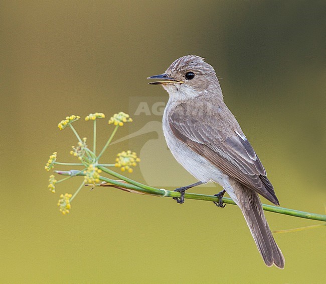 Balearische Vliegenvanger zittend; Tyrrhenian Flycatcher (Muscicapa tyrrhenica) perched stock-image by Agami/Menno van Duijn,