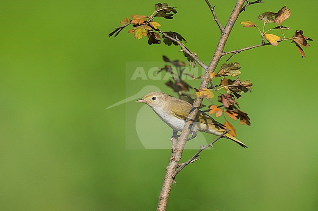 Western Bonelli's Warbler (Phylloscopus bonelli) near a drinking station in Italy. Perched in a small bush. stock-image by Agami/Alain Ghignone,