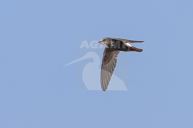 Plain Swift (Apus affinis) flying against blue sky in Namibia. stock-image by Agami/Marcel Burkhardt,