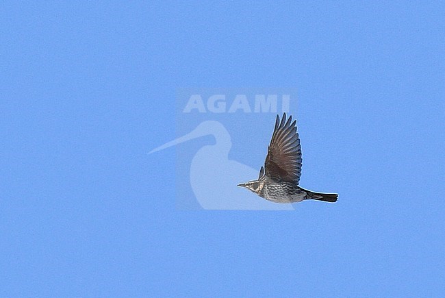 Wintering Dusky Thrush (Turdus eunomus) in Japan. stock-image by Agami/Laurens Steijn,