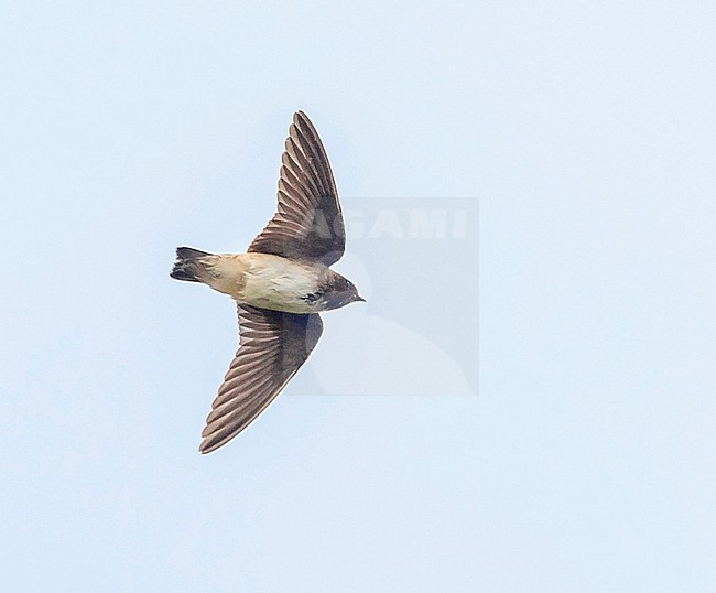 First-winter vagrant Cliff swallow (Petrochelidon pyrrhonota) flying over the isle of Corvo in Azores (Portugal), 6 October 2013 stock-image by Agami/Rafael Armada,