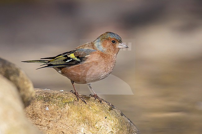 Adult male Common Chaffinch (Fringilla coelebs) perched on a rock in Florence, Tuscany, Italiy. stock-image by Agami/Vincent Legrand,