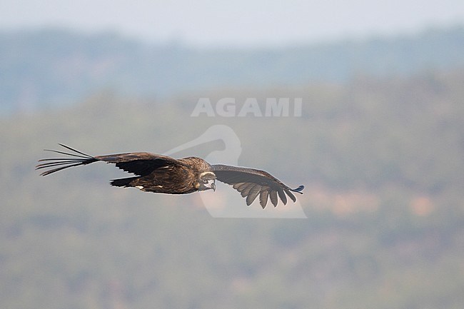 Cinereous Vulture - Mönchsgeier - Aegypius monachus, Spain, immature stock-image by Agami/Ralph Martin,