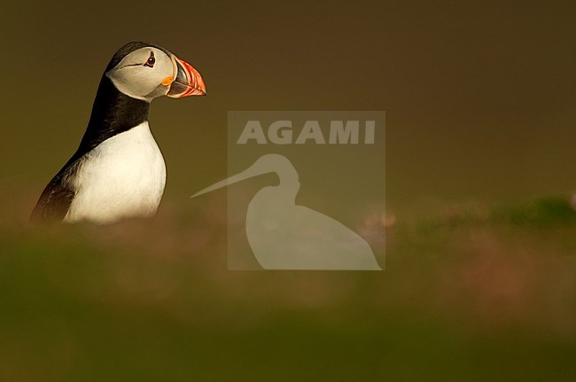 Papegaaiduiker bij nest hol, Atlantic Puffin at nest burrow stock-image by Agami/Danny Green,