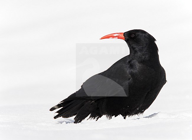 Alpenkraai in de sneeuw; Red-billed Chough in the snow stock-image by Agami/Markus Varesvuo,