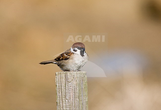 Eurasian Tree Sparrow perched on a pole; Ringmus zittend op een paal stock-image by Agami/Marc Guyt,