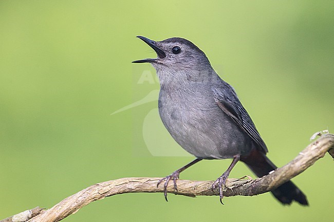 Zingende Katvogel, Singing Gray Catbird stock-image by Agami/Brian E Small,