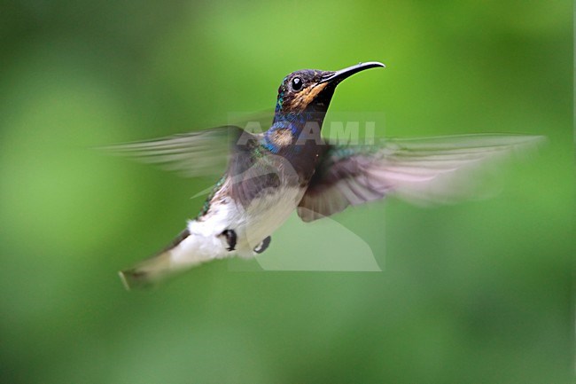 Witnekkolibrie onvolwassen mannetje in vlucht Tobago, White-necked Jacobin immature male in flight Tobago stock-image by Agami/Wil Leurs,