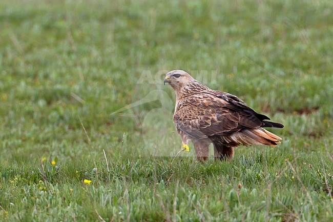 Arendbuizerd volwassen in zit, Long-legged Buzzard adult perched stock-image by Agami/Daniele Occhiato,