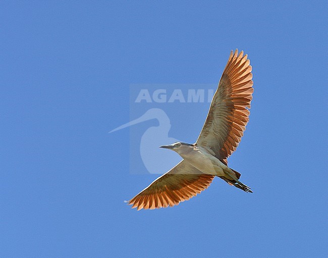 Rufous Night Heron (Nycticorax caledonicus hilli) in flight against a blue sky. stock-image by Agami/Andy & Gill Swash ,