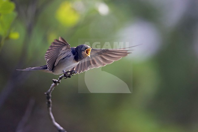 Boerenzwaluw bedelend om voedsel; Barn Swallow begging for food stock-image by Agami/Markus Varesvuo,