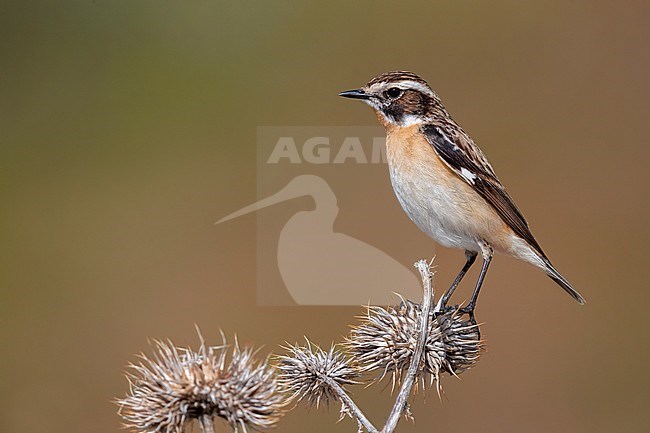 Whinchat (Saxicola rubetra), side view of an adult male perched on a dead thistle, Abruzzo, Italy stock-image by Agami/Saverio Gatto,