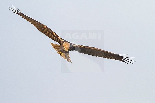 Western Marsh Harrier - Rohrweihe - Circus aeruginosus ssp. aeruginosus, Oman, 1st cy stock-image by Agami/Ralph Martin,