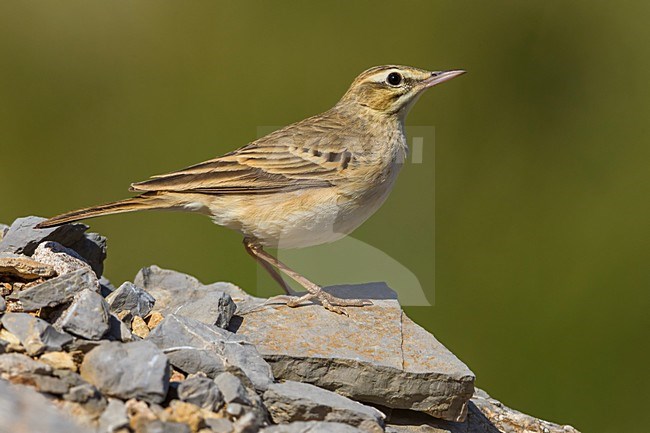 Duinpieper op rots; Tawny Pipit on a rock stock-image by Agami/Daniele Occhiato,