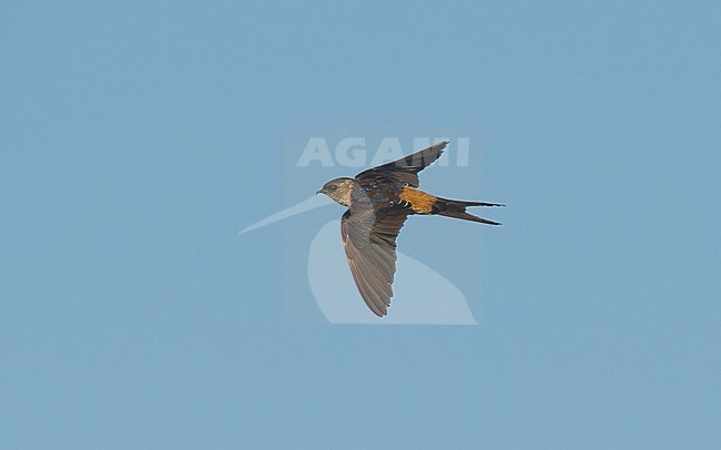 Side view of an Eastern Red-rumped Swallow (Cecropis daurica probably subspecies nipalensis) in flight, seen from above. India stock-image by Agami/Markku Rantala,