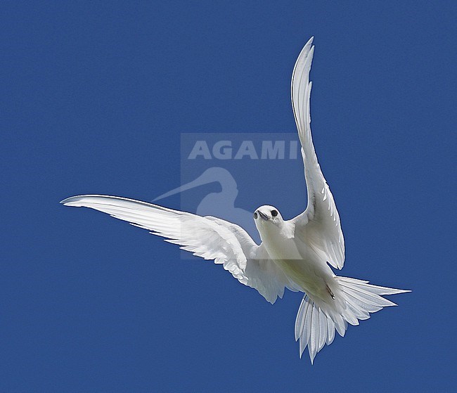 White Tern, Gygis alba, in French Polynesia. stock-image by Agami/James Eaton,