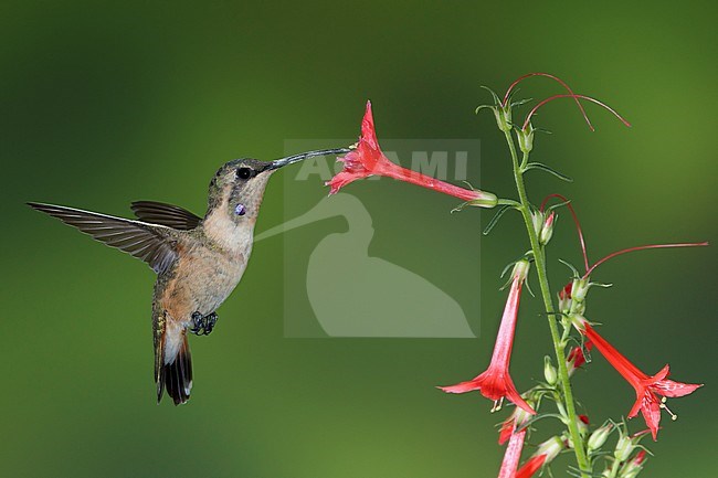 Immature male Lucifer Hummingbird (Calothorax lucifer) drinking from tiny red flowers in Brewster County, Texas, USA. stock-image by Agami/Brian E Small,