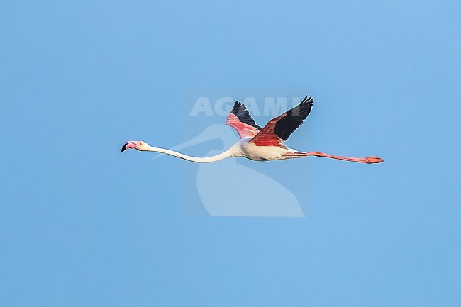 Adult Greater Flamingo (Phoenicopterus roseus) flying over the sea near Iwik , Banc d'Arguin, Mauritania. stock-image by Agami/Vincent Legrand,
