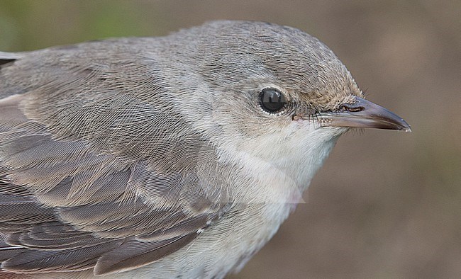 Sperwergrasmus, Barred Warbler, Sylvia nisoria stock-image by Agami/Arnoud B van den Berg ,