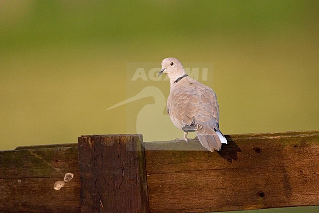 Eurasian Collared Dove perched on wooden fence; Turkse Tortel zittend op houten hek stock-image by Agami/Marc Guyt,