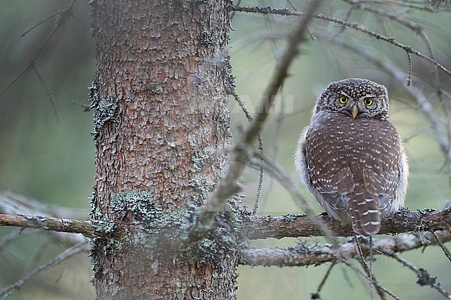 Eurasian Pygmy-Owl - Sperlingskauz - (Glaucidium passerinum ssp. passerinum, Germany, adult stock-image by Agami/Ralph Martin,