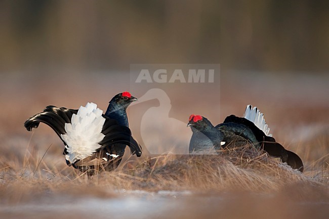 Mannetje Korhoen baltsend; Male Black Grouse displaying stock-image by Agami/Han Bouwmeester,