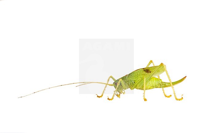 Oak Bush Cricket, Meconema thalassinum stock-image by Agami/Wil Leurs,