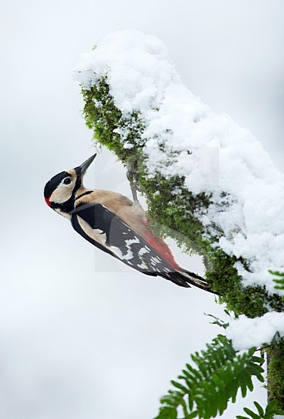 Grote Bonte Specht zittend tegen boom met sneeuw, Great Spotted Woodpecker perched at a tree with snow stock-image by Agami/Danny Green,
