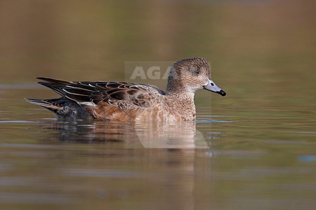 Zwemmend vrouwtje Smient; Swimming female Eurasian Wigeon stock-image by Agami/Daniele Occhiato,