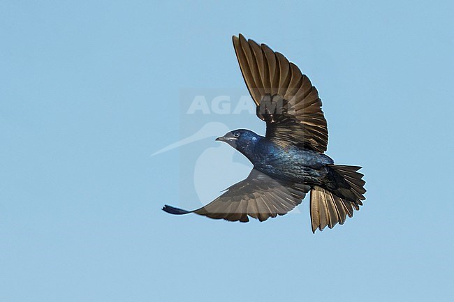 Adult male Purple Martin (Progne subis) in flight at Brazoria County, Texas, USA. stock-image by Agami/Brian E Small,