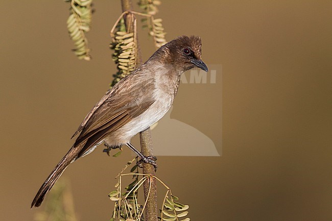 Common Bulbul - Graubülbül - Pycnonotus barbatus ssp. barbatus, Morocco stock-image by Agami/Ralph Martin,