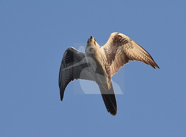 Laggar falcon (Falco jugger) in flight in Asia. stock-image by Agami/Laurens Steijn,