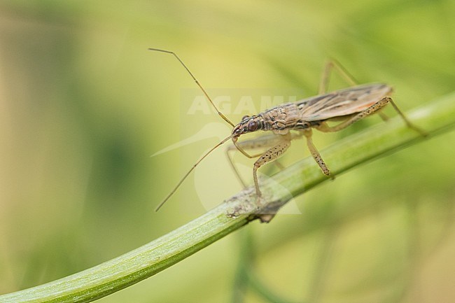 Nabis pseudoferus - Sichelwanze, Italy (South Tyrol), imago, female stock-image by Agami/Ralph Martin,