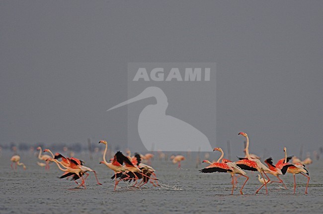 Flamingo in vlucht; Greater Flamingo in flight stock-image by Agami/Menno van Duijn,