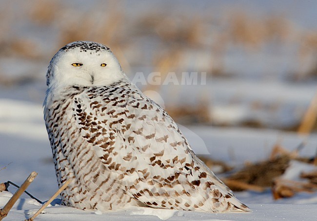 Eerste winter Sneeuwuil zittend in de sneeuw; First winter Snowy owl perched in snow stock-image by Agami/Markus Varesvuo,