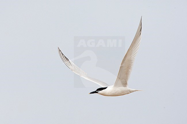 Grote stern, Sandwich Tern, Sterna sandvicensis stock-image by Agami/Marc Guyt,
