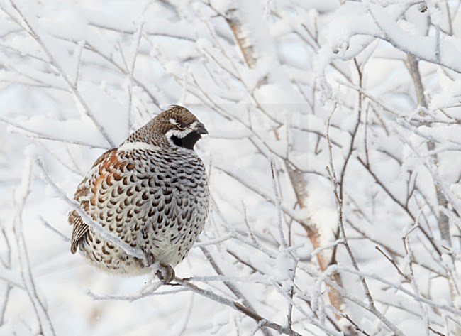 Mannetje Hazelhoen foeragerend in besneeuwde struiken; Male Hazel Grouse feeding in snow covered trees stock-image by Agami/Markus Varesvuo,