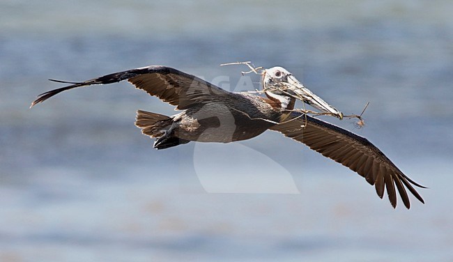 Bruine Pelikaan adult in vlucht met nest materiaal Mexico, Brown Pelican adult in flight with nesting material Mexico stock-image by Agami/Wil Leurs,