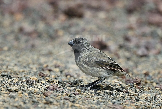 Small Tree Finch (Camarhynchus parvulus parvulus) on Floreana island in the Galapagos islands. stock-image by Agami/Laurens Steijn,